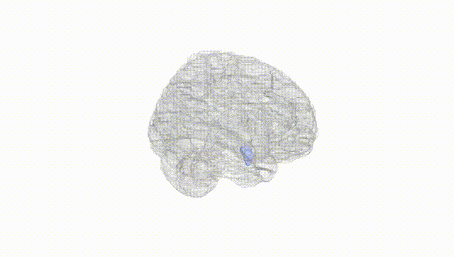 Full Brain White