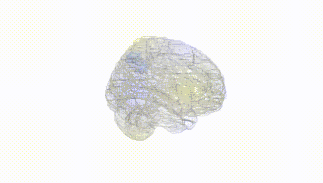 Full Brain White
