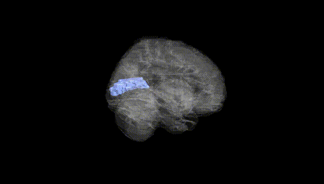Full Brain Black
