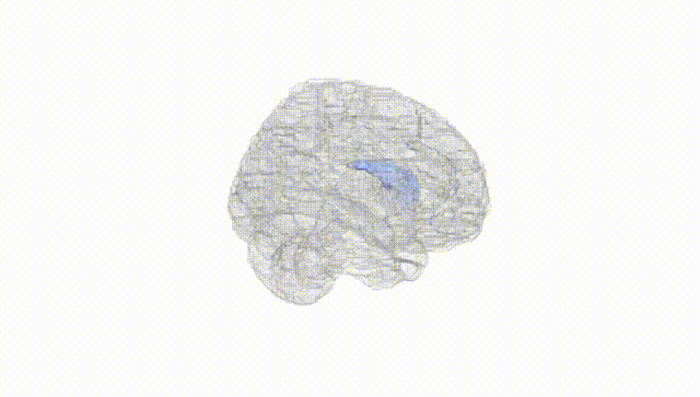 Full Brain White