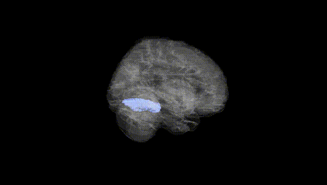 Full Brain Black