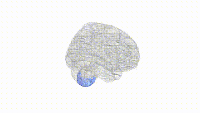 Full Brain White