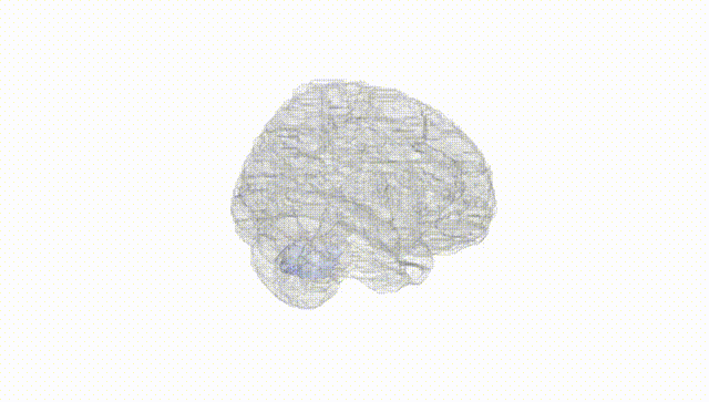 Full Brain White