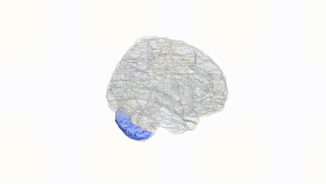 Full Brain White