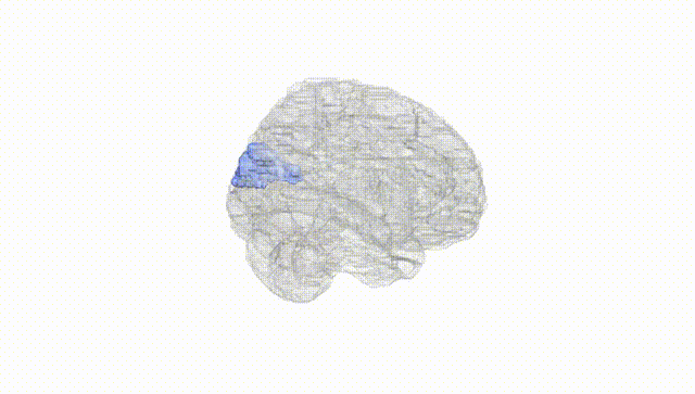 Full Brain White