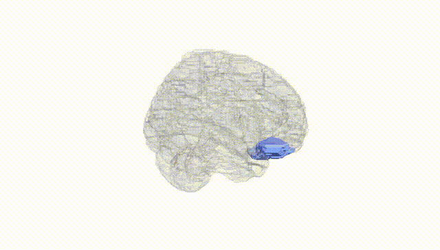 Full Brain White