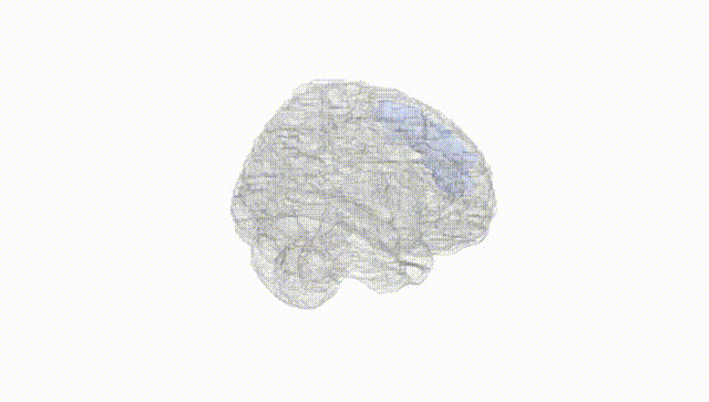 Full Brain White