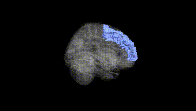 Full Brain Black