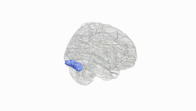 Full Brain White