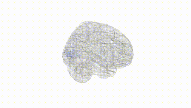 Full Brain White