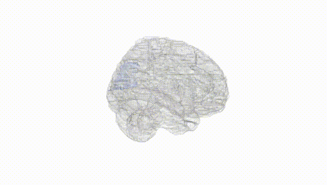 Full Brain White