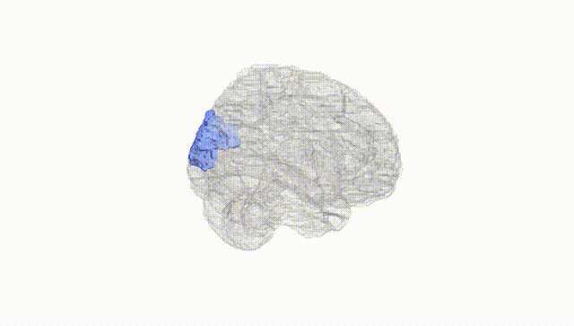 Full Brain White