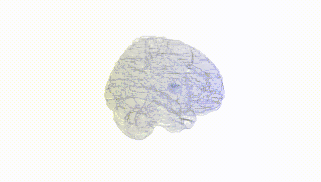 Full Brain White