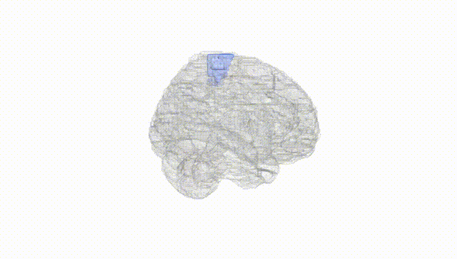 Full Brain White