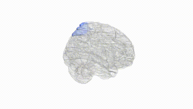 Full Brain White