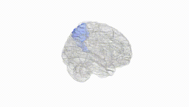 Full Brain White