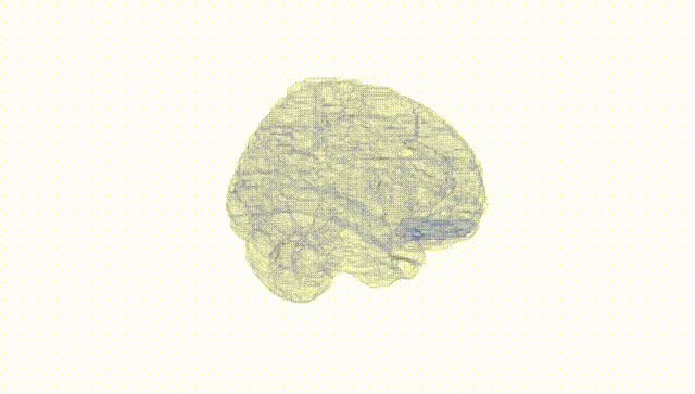 Full Brain White