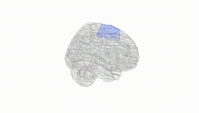 Full Brain White