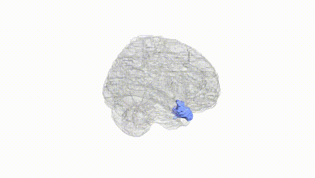 Full Brain White