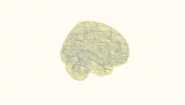 Full Brain White