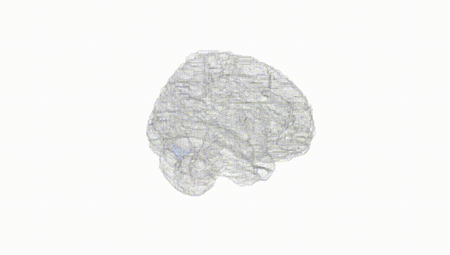 Full Brain White