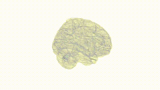 Full Brain White