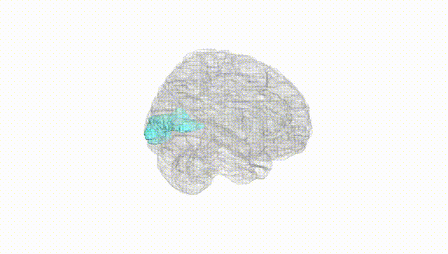 Full Brain White