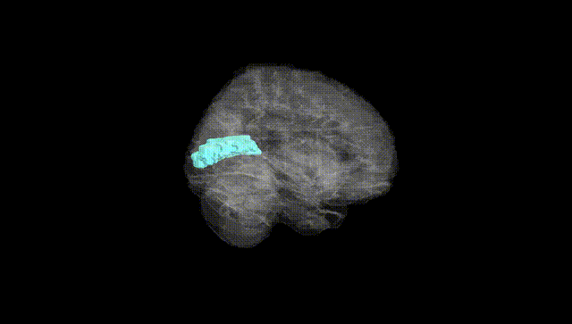 Full Brain Black