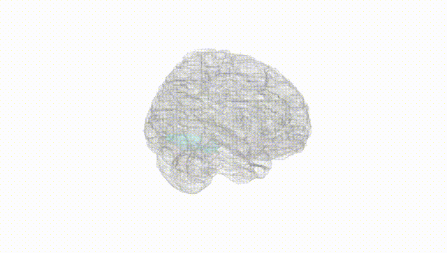Full Brain White
