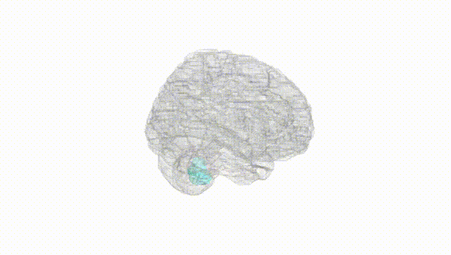 Full Brain White