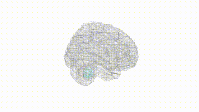 Full Brain White