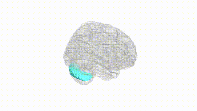 Full Brain White