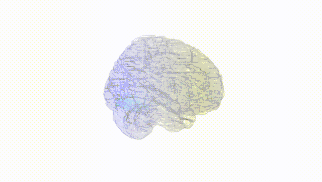 Full Brain White