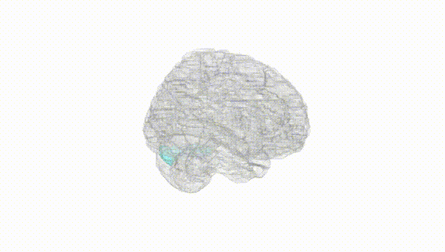 Full Brain White