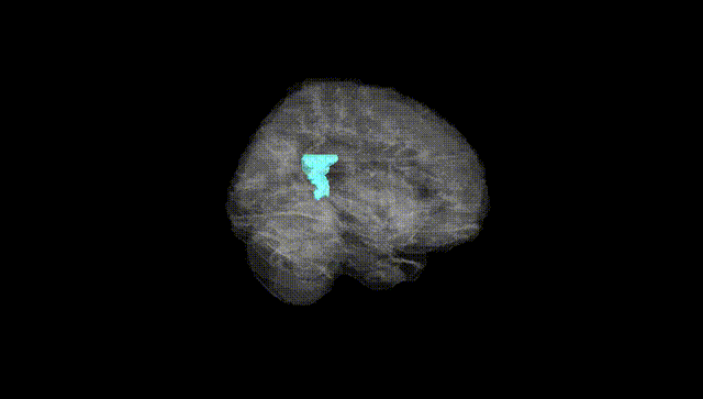 Full Brain Black