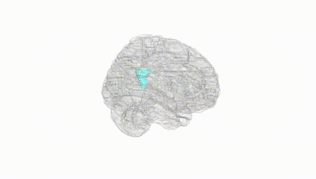 Full Brain White