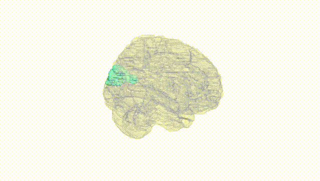 Full Brain White