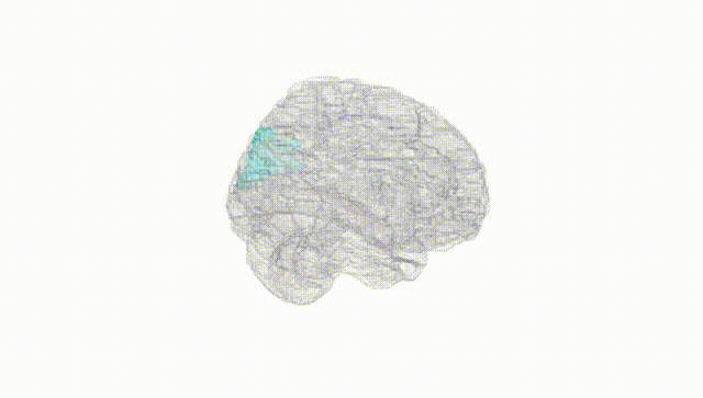 Full Brain White