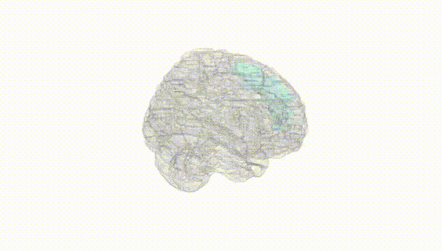 Full Brain White