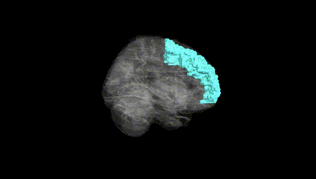 Full Brain Black
