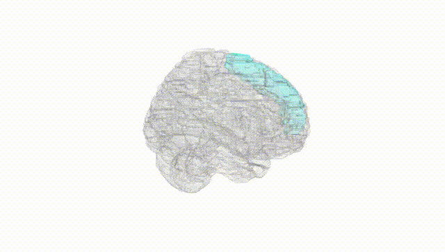 Full Brain White