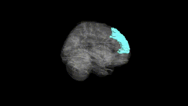Full Brain Black