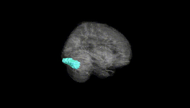 Full Brain Black