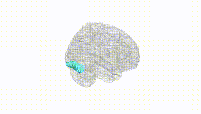 Full Brain White