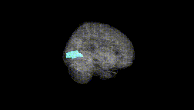 Full Brain Black