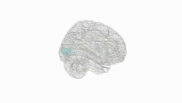 Full Brain White