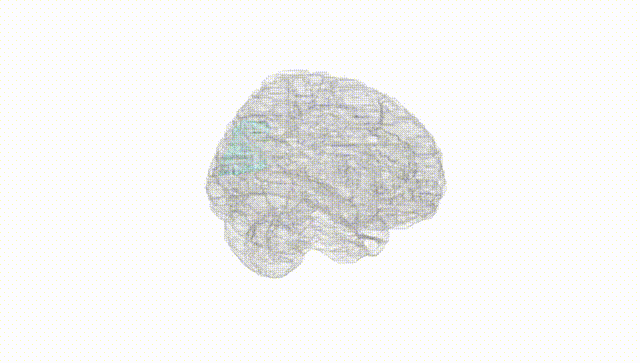 Full Brain White