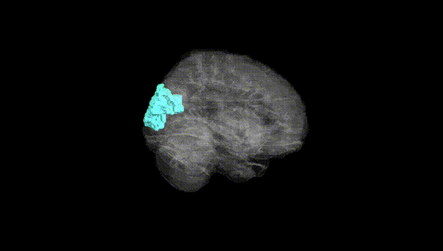 Full Brain Black