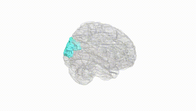 Full Brain White