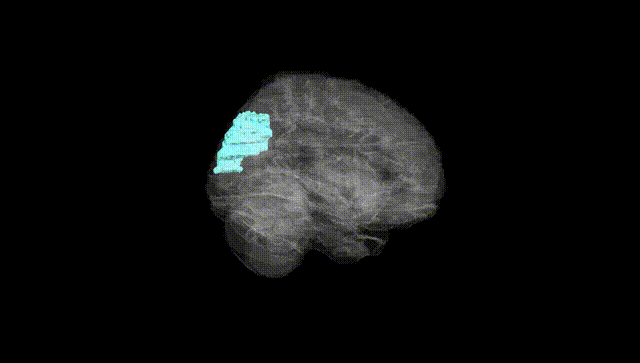 Full Brain Black